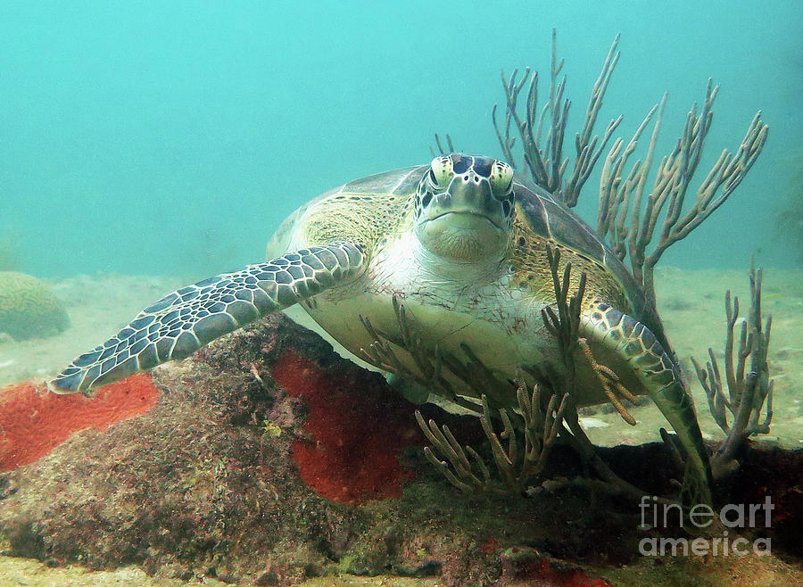 Green Sea Turtle 7 Photograph by Daryl Duda