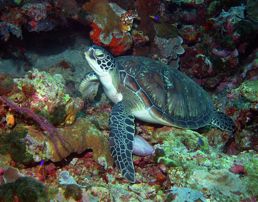 Green Sea Turtle 7 Photograph by Pauline Walsh Jacobson