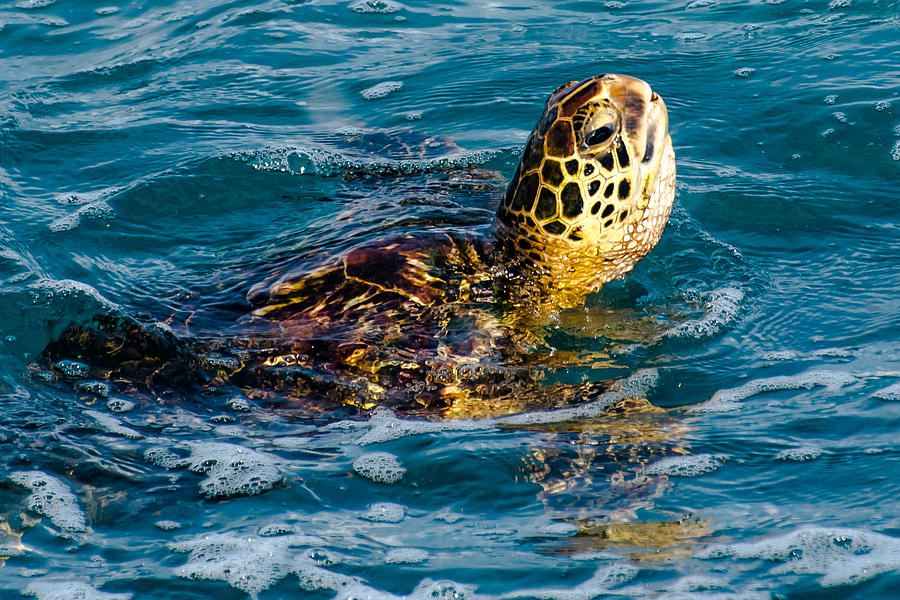 Green Sea Turtle Photograph by Alan Hart