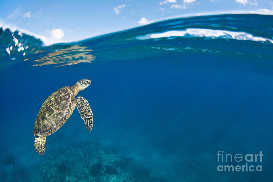 Turtle Photograph - Green Sea Turtle at Surface by Dave Fleetham - Printscapes