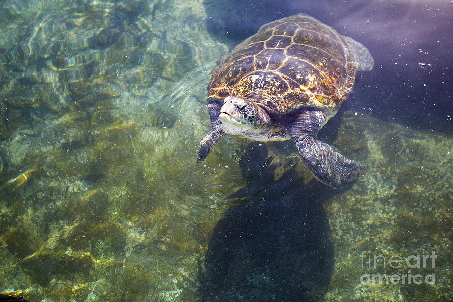 Green sea turtle Chelonia mydas Photograph by Gal Eitan