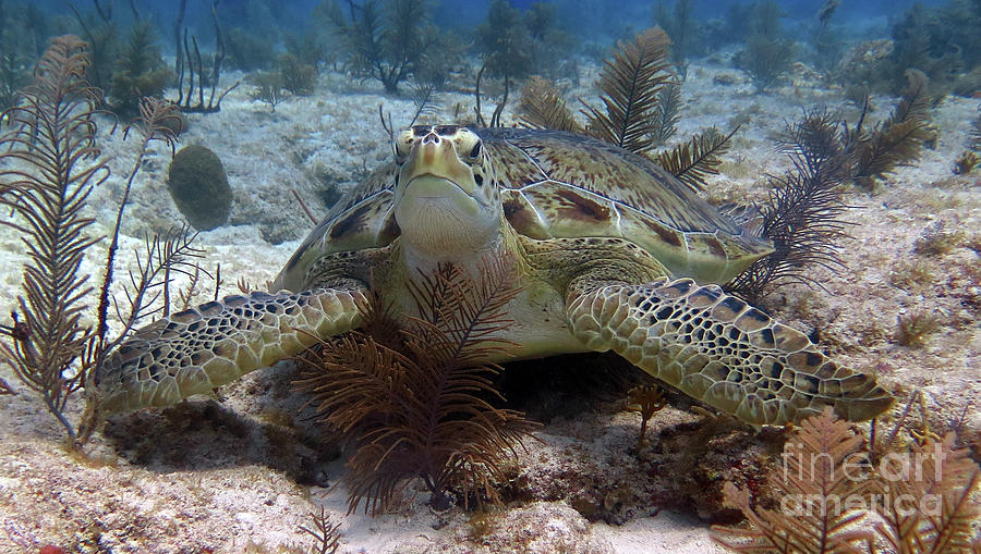 Green Sea Turtle Photograph by Daryl Duda
