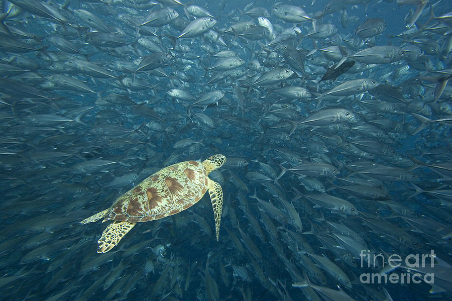 Turtle Photograph - Green Sea Turtle by Dave Fleetham - Printscapes