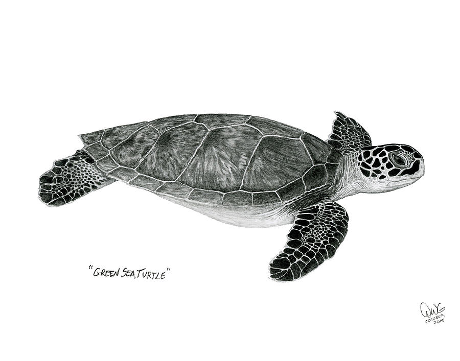 Turtle Drawing - Green Sea Turtle by David W Gillum