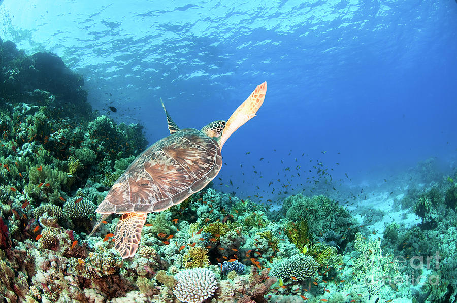 Green sea turtle Photograph by Hagai Nativ