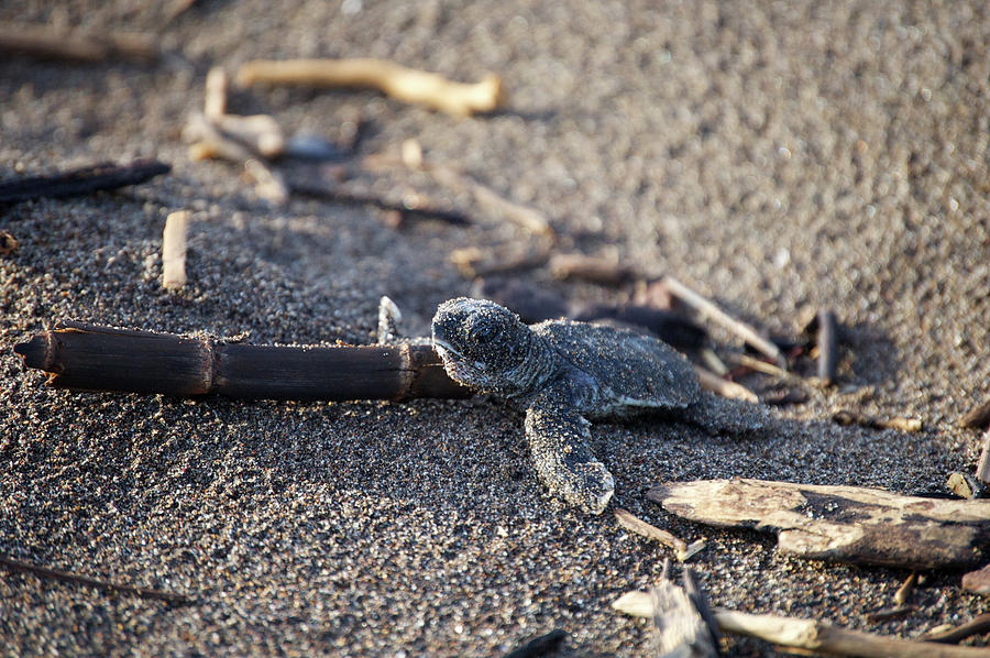 Green Sea Turtle hatchling Photograph by Breck Bartholomew