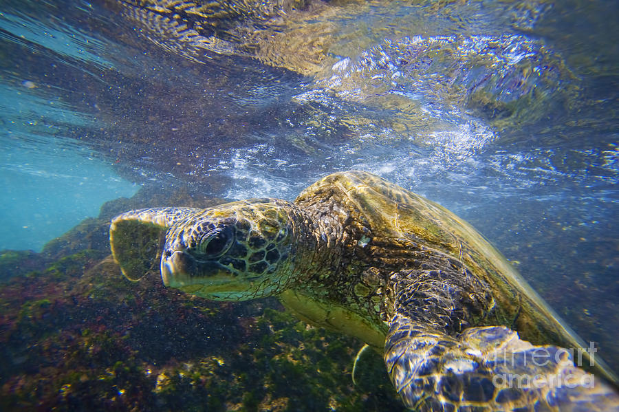 Green Sea Turtle in Makena Photograph by Ron Dahlquist - Printscapes