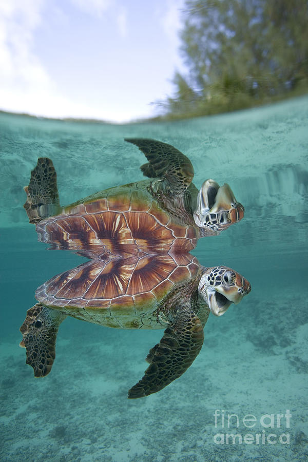 Green Sea Turtle Photograph by Jean-Louis Klein & Marie-Luce Hubert