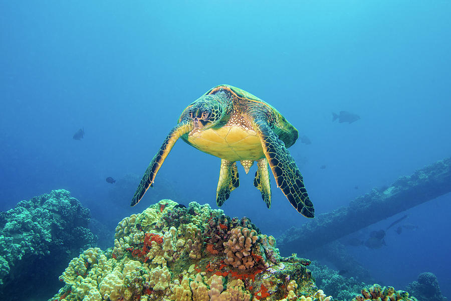 Green Sea Turtle Photograph by John Coffey - Fine Art America