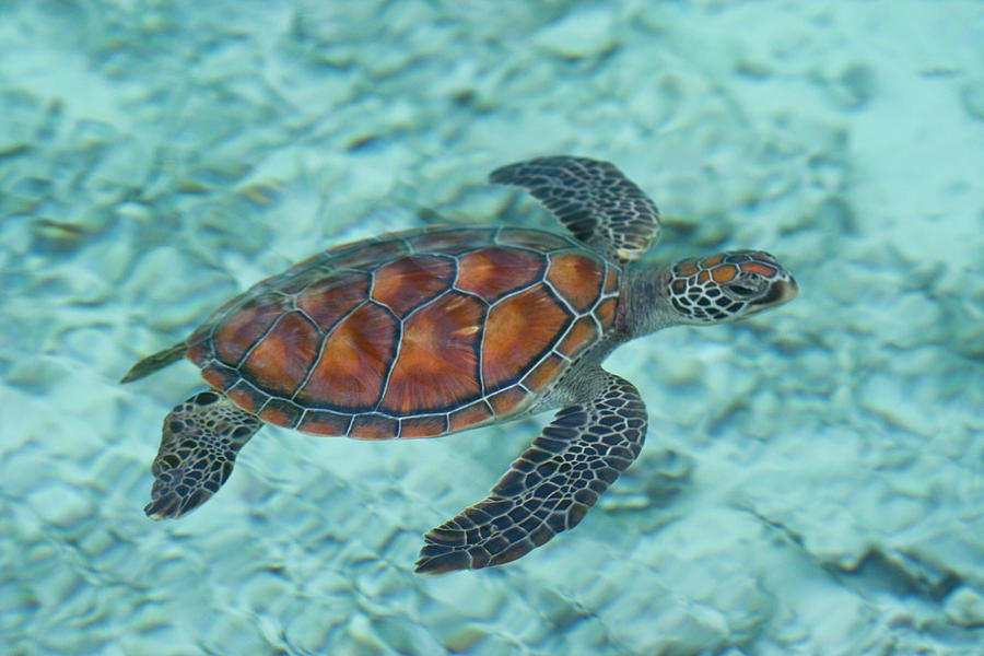 Green Sea Turtle Photograph by Mako photo