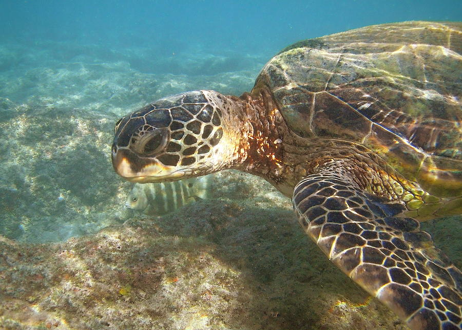 Green Sea Turtle Photograph by Michael Peychich