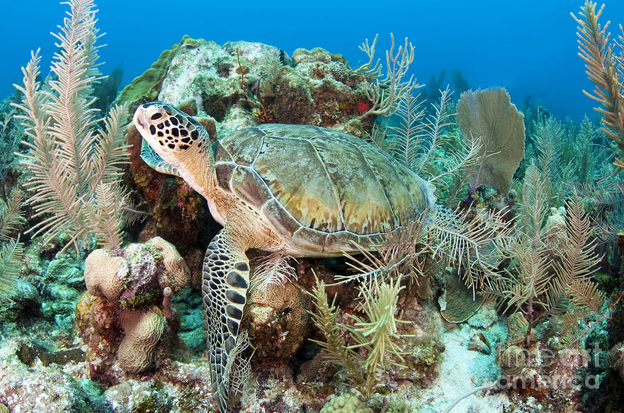 Green Sea Turtle On Caribbean Reef Photograph by Karen Doody
