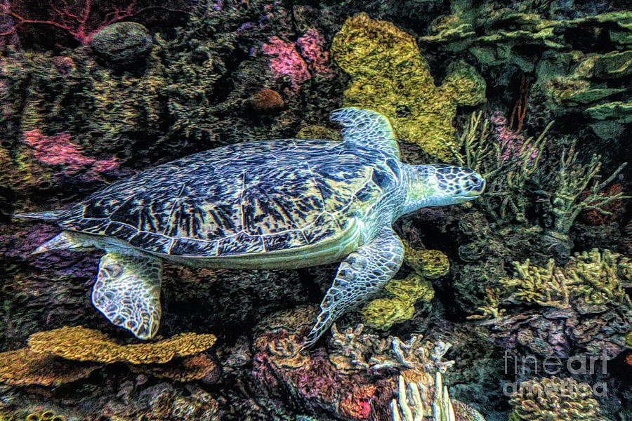 Animal Photograph - Green Sea Turtle by Paulette Thomas