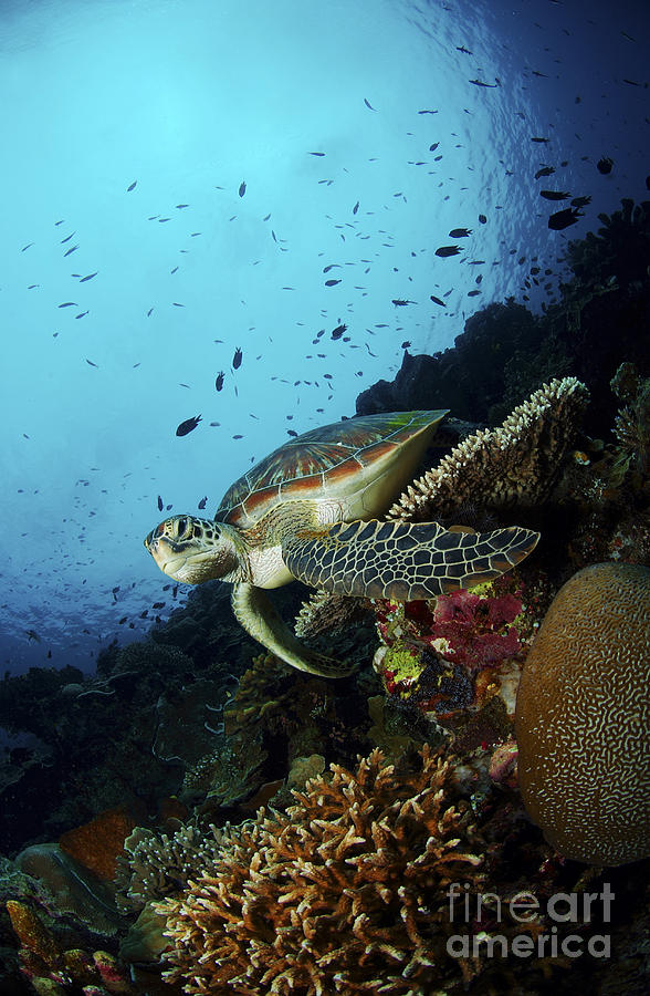 Turtle Photograph - Green Sea Turtle Resting On A Plate by Mathieu Meur