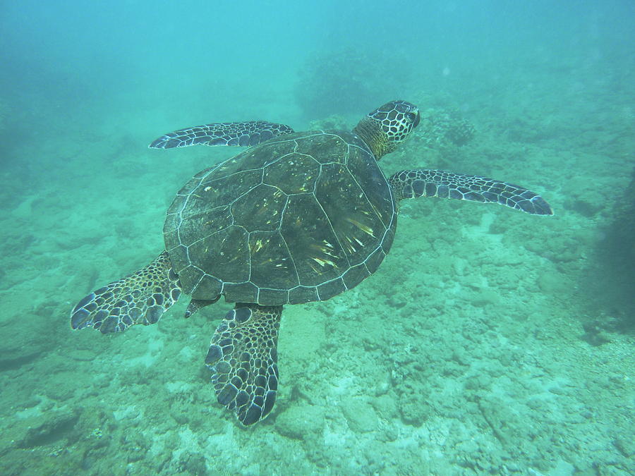 Green sea turtle turning right Photograph by James Murray - Pixels