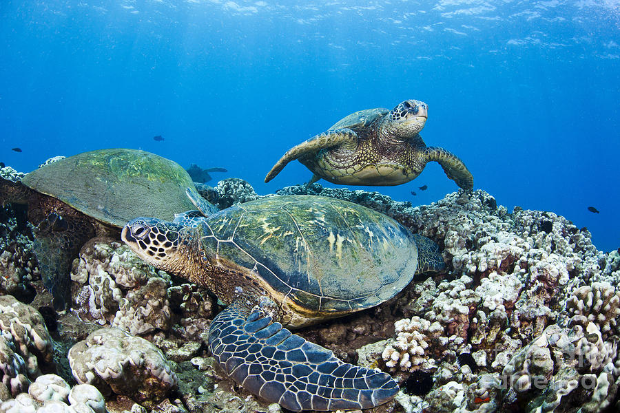 Green Sea Turtles Photograph by Dave Fleetham - Printscapes
