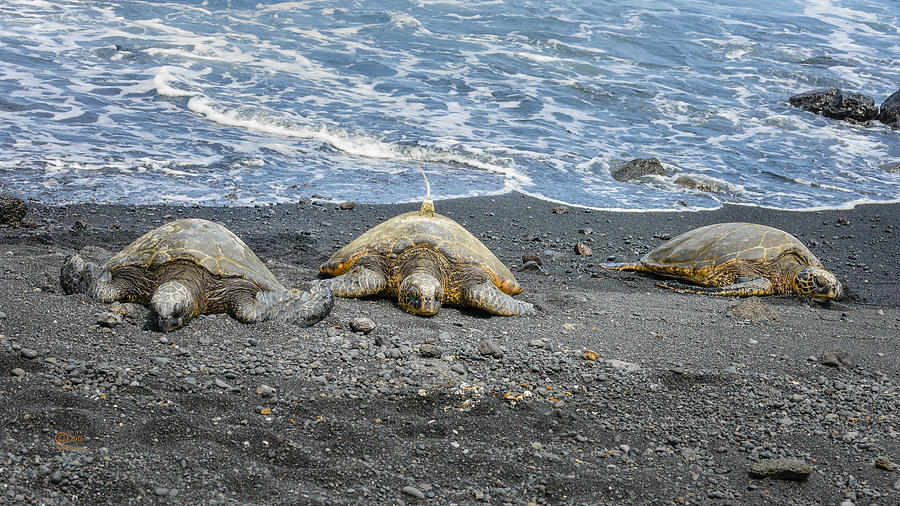 Green Sea Turtles Photograph by Jim Thompson