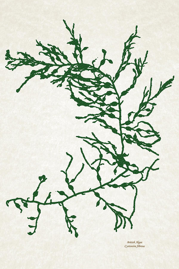 Green Seaweed Art Cystoseira Fibrosa Mixed Media by Christina Rollo