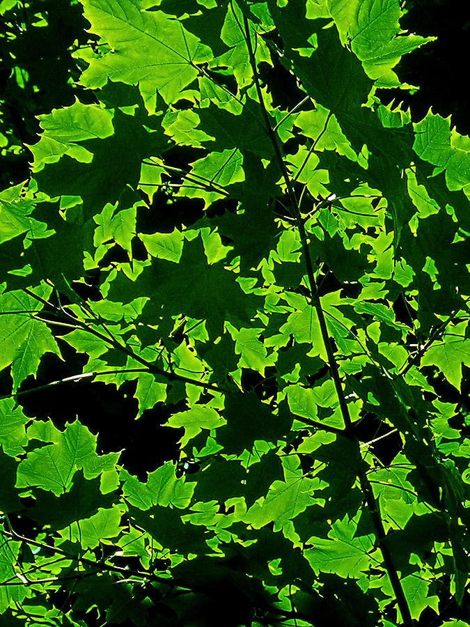 Tree Photograph - Green Shadows by Juergen Weiss