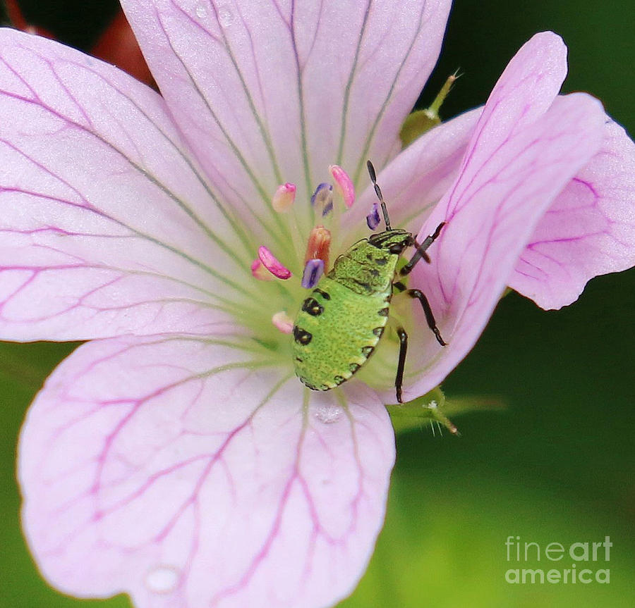 Nature Photograph - Green Shield Bug Perfect in Pink by Jackie Tweddle