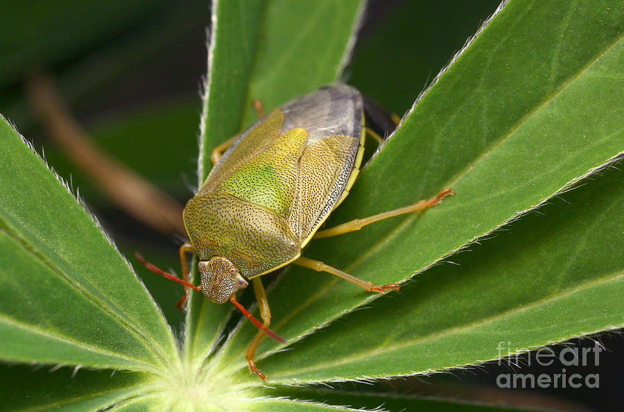 Green Shieldbug Photograph by Matthias Lenke