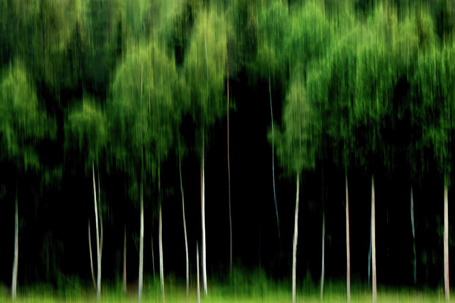 Green Silence Photograph by Stelios Kleanthous