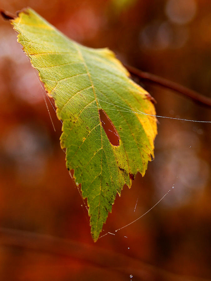 Fall Photograph - Green Silk by Linda McRae