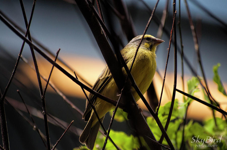 Green Singing Finch Photograph