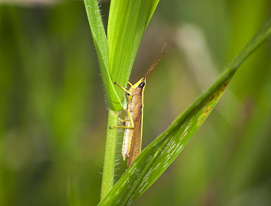 Green Slantfaced Grasshopper Photograph by Kenneth Albin