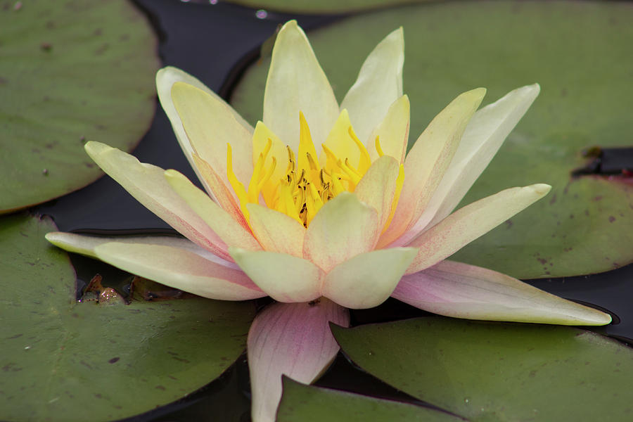 Green Smoke Water Lily Photograph by Mark Michel