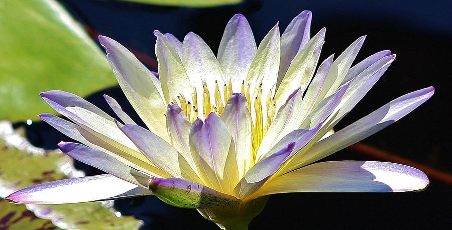 Green Smoke Waterlily Photograph by Bruce Bley