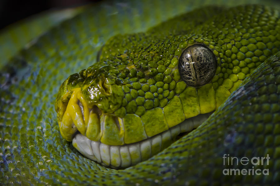 Green Snake Photograph by Andrea Silies