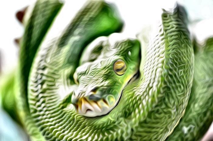 Green Snake Bright Photograph by Susan Jacob - Fine Art America