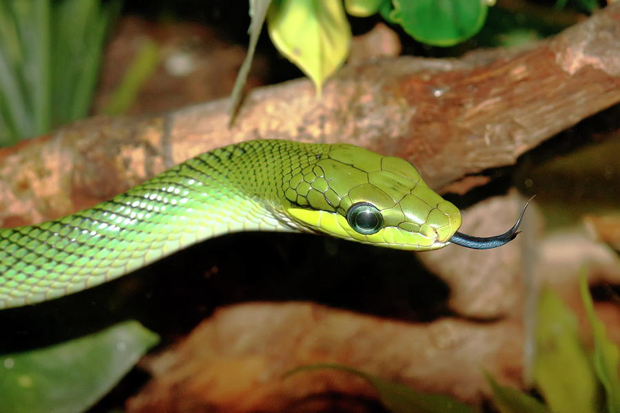 Green Snake Photograph by Daniel Caracappa - Fine Art America