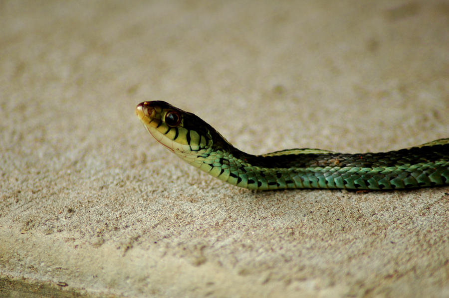 Snake Photograph - Green Snake by David Weeks