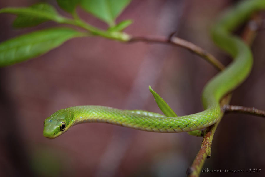 Green Snake Photograph by Henri Irizarri