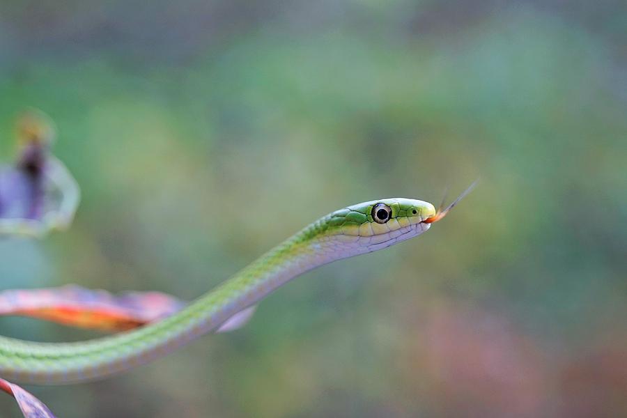 Green Snake in Ozark Mountain Forest, 1 Photograph by Amy Patterson ...