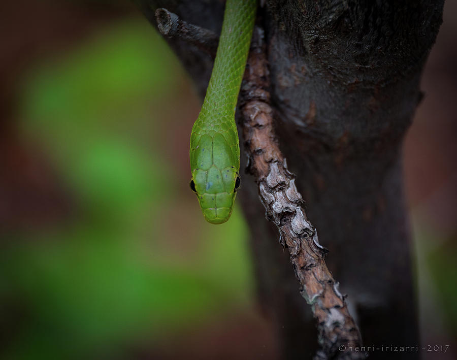 Green Snake in the Wood Photograph by Henri Irizarri