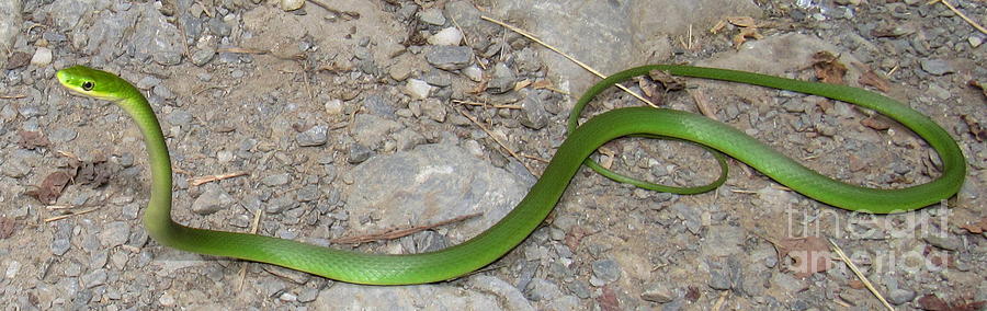 Green Snake Photograph by Joshua Bales
