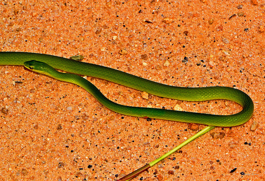 Green Snake On A Path 001 Photograph by George Bostian