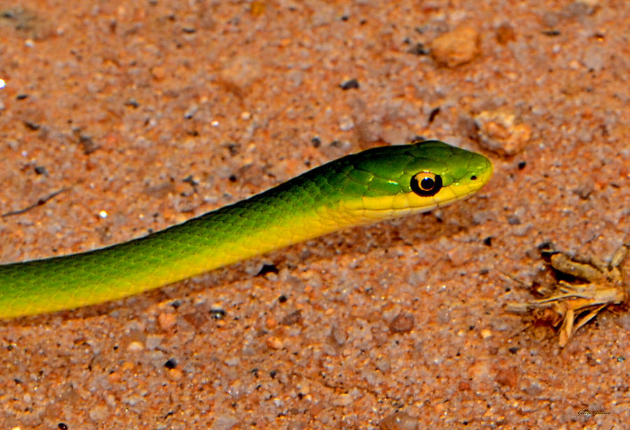 Green Snake On A Path 002 Photograph by George Bostian