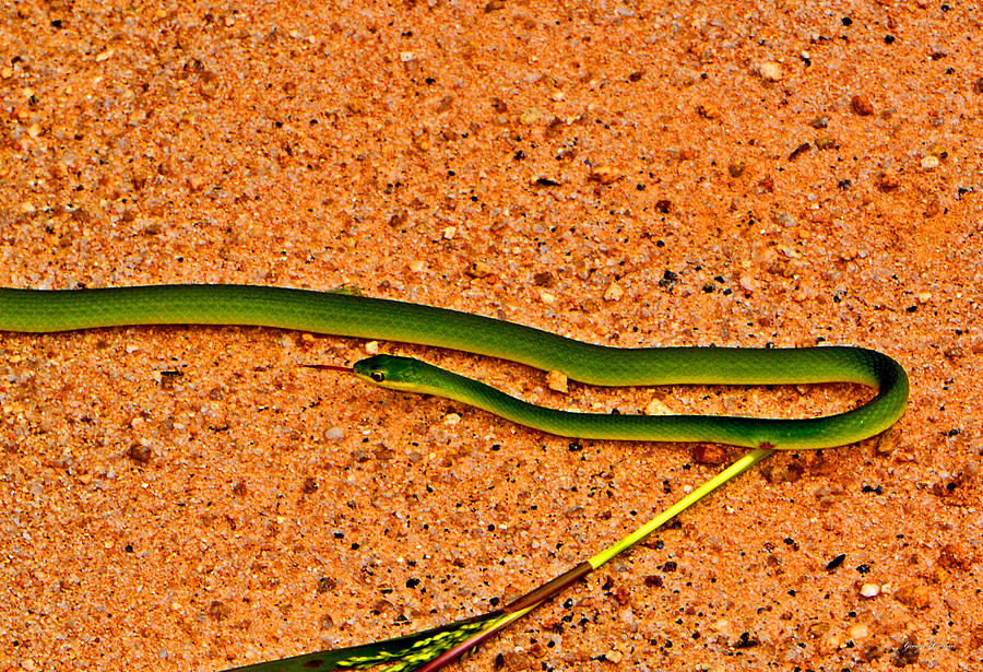Green Snake On A Path 003 Photograph by George Bostian