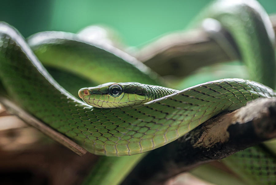 Green snake on the branch Photograph by Jaroslaw Blaminsky