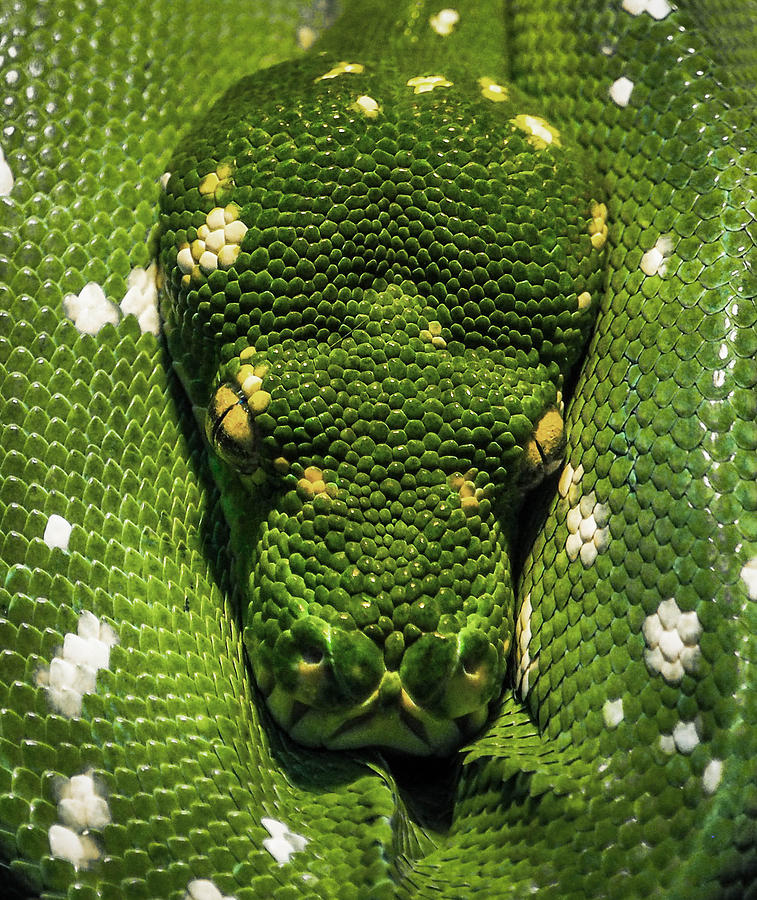 Snake Photograph - Green Snake by Ronald Cramer