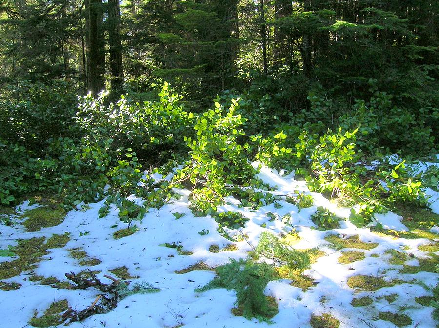 Green Snow Photograph by George I Perez