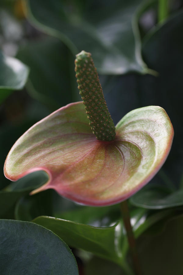 Green Spadix Anthurium Photograph by Tammy Pool