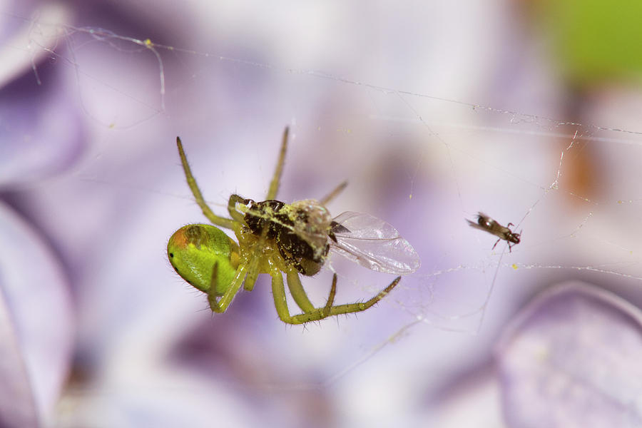 Spider Photograph - Green spider with prey by Jouko Mikkola