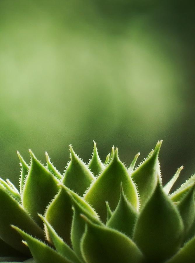 Green spikes Photograph by Andrew Rhine