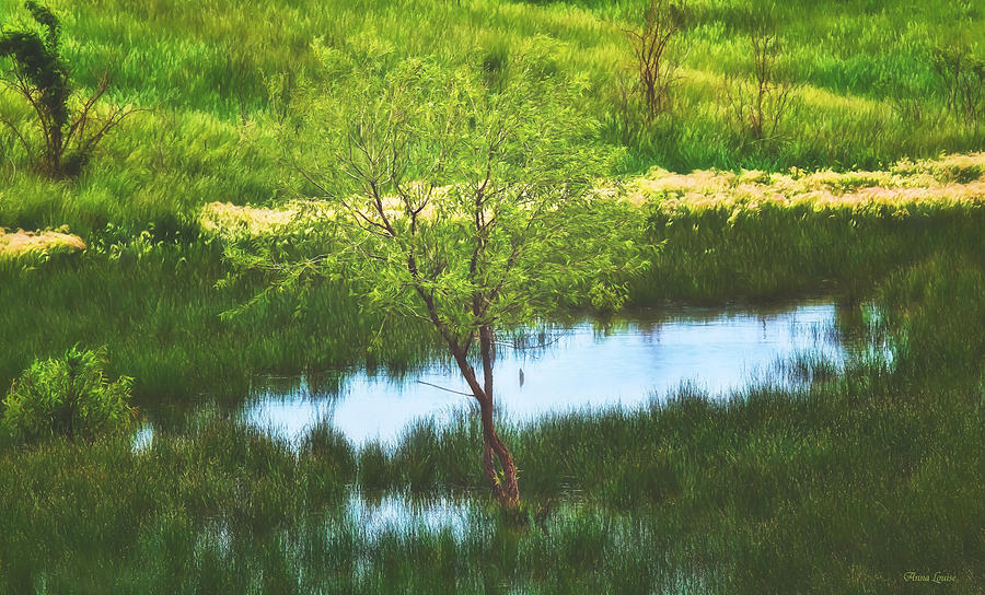 Green Spring Pond and Twin Tree Photograph by Anna Louise
