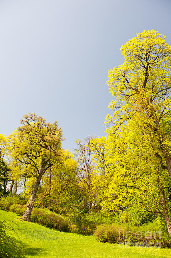 Green spring trees vibrant nature Photograph by Arletta Cwalina